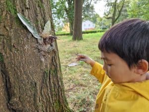 Young boy exploring nature at Inchmarlo estate in Scotland, engaging with tree bark and outdoor environment.