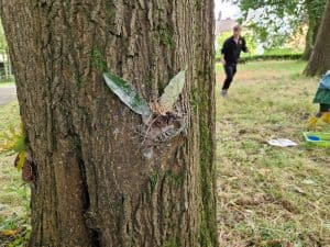 Close-up of a moth resting on a tree trunk at Inchmarlo Estate.