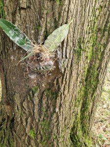 Close-up of a moth on a tree trunk at Inchmarlo.