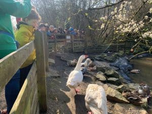 Children feeding swans by the water at Inchmarlo.
