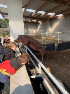 Children engaging with a goat at Inchmarlo Wildlife Park under a bridge.