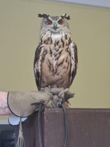 A majestic owl perched on a handler’s glove, showcasing wildlife at Inchmarlo estate.